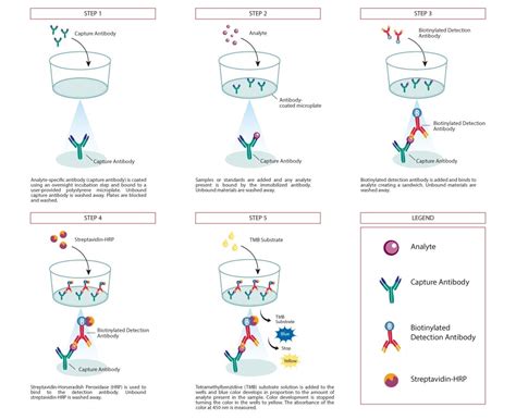 il 6 elisa r&d